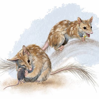 Illustration of northern quolls by Nellie Pease